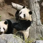 中国ガチギレ「今の状態が続けば日本は全国にパンダがいなくなる状況に直面するだろう」