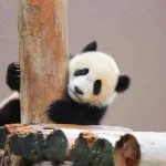【悲報】中国父さんガチギレ「今の状態が続けば日本は全国にパンダがいなくなる状況に直面するだろう」