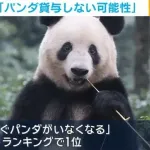 中国SNSで「日本からもうすぐパンダがいなくなる」がトレンド1位に