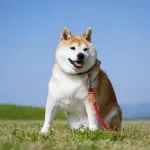 【謎】柴犬を飼う人、多すぎるｗｗｗｗｗｗｗｗｗｗｗｗｗｗｗｗ