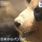 中国SNSで「日本からもうすぐパンダがいなくなる」がトレンド1位に