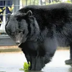 秋田の動物園に野生のクマが侵入！→飼育していたクマが檻から脱走しただけでした