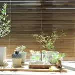 彡(ﾟ)(ﾟ)「観葉植物は意外と懐く」
