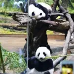 【悲報】中国、ついに切り札を切る「日本にいる全てのパンダを全部引き上げます」・・・・・・