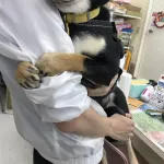 イッヌ「嫌ぁ、許して、(病院)イキたくない、ううぅ・・・もういやぁ・・・」