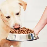 彡(^)(^)「イッヌの朝ごはんカリカリでええやろ」