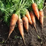 【超絶悲報】スーパー「助けて、中国産の野菜が入ってこなくなるかも・・・・・・・・・・・・・」