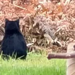 2歳保育園児「くまちゃんいた！」保育士「ワンちゃんだねぇ～ネコちゃんだねぇ～」