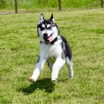 シベリアンハスキーって見た目狼で強そうなのに他の犬に吠えられてビビってる動画よく見るけど