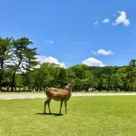 【悲報】奈良、インバウンド半減で阿鼻叫喚