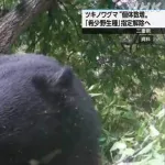 三重県、ツキノワグマ希少種指定解除　 来月に管理計画策定