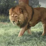 でかい猫が捕獲される