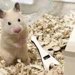 一人暮らしで寂しいんだけど犬猫以外でなついてくれて飼いやすいペットある？