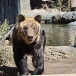 ヒグマと戦わせたい生き物