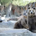 【画像】日本政府「熊はペットボトルのペコペコ音で追い払おうっ!」