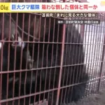 先日捕獲された体重約400kgのヒグマがヤバすぎて草ｗｗｗｗｗｗｗｗｗｗｗｗｗｗ