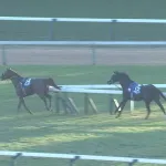 ジャパンカップ、めちゃくちゃ…　空馬のアドマイヤテラがレコードで爆走　マスカレードボールとダノンデサイルも落馬