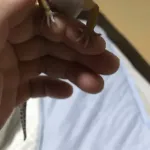 ワイの飼っているトカゲ、可愛い www