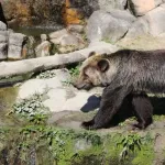 ヒグマってデケぇな