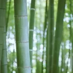 【動画】中国さん、竹で足場を組むｗｗｗｗｗｗｗｗｗｗｗｗｗｗｗ