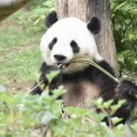 【悲報】中国の制裁で日本崩壊するｗｗｗｗｗｗｗｗｗｗ