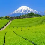 【画像】7大、静岡県の名物「桜えび」「静岡茶」「マグロ」「浜名湖の鰻」「さくらももこ」「富士山」