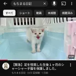 【画像】もちまる日記、またネッコを獲得「足をケガした生後１か月の子猫を保護しました」