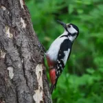「キツツキ」とかいうあれだけ突いて脳にダメージが入らない謎の鳥