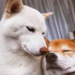 何でも画像貼ってけ