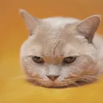 ワイのために猫画像を貼るスレｗｗｗ