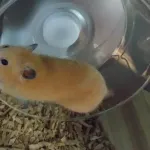 ワイのハムスターかわいすぎる