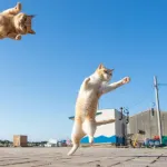 【新発見】空中浮揚ネコ、見つかる