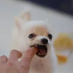 【急募】犬に噛まれたんやが大丈夫なん？ｗｗｗｗｗｗｗｗｗｗｗｗｗｗｗｗ