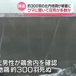比内地鶏約300羽が死んでいるのが見つかる　クマに驚いて圧死したか