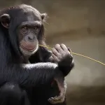 【画像】チンパンジーのヤバさが分かる1枚の写真ｗｗｗｗｗｗｗｗｗｗｗｗｗｗ