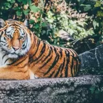 トラ←日本にいない動物やのになんで和名があるの？🥺