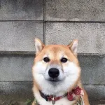 くだらない画像クレメンス