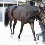 【阪神JF】 アランカール、危険なのがバレてどんどんオッズが上がる