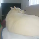 一番最近保存した画像を貼るスレ