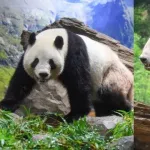 上野動物園の双子パンダ、1月末に中国に返還　国内パンダ０に