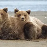 【悲報】クマブーム、急に終わるｗｗｗｗｗｗｗｗｗｗｗｗｗｗｗｗｗ