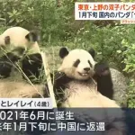 普通の日本人「え？パンダ見れなくなるの？うーんでもまぁしょうがないか」