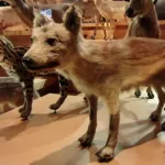 【画像】ニホンオオカミ、あんまり強くなさそう