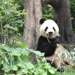 パンダ(かわいいです、のんびりしてます、食欲旺盛です、大人気です)←この動物