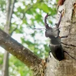 ミヤマクワガタとかいう男のロマンが詰まったクワガタ