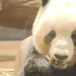【悲報】上野動物園のパンダに日本人殺到！４時間待ち、観覧１分WWWWWWWWWWWWWWWWWWWWWWWWW