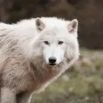 【画像】ニホンオオカミ、あんまり強くなさそうwwwwwwwwwwwwwww