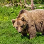 【悲報】○○％のアメリカ人、「素手でクマに勝てる」と思っている模様ｗｗｗｗｗｗｗｗｗｗ