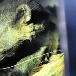 山形県「もう人里に下りてくるんじゃないぞ」クマ「はい…」→秋田県の人里で捕獲され駆除へ