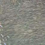 【動画】道頓堀のボラの大群、不気味すぎるWWWWWWWWWWWWWWWWWWWWWWWWW
